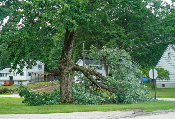 Lyons, CO Tree Services Company