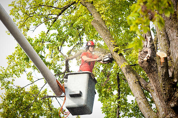 Best Hedge Trimming  in Lyons, CO